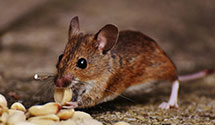 24 Hour & Emergency Exterminators in Endeavor, WI